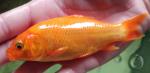 Kois 8 tot 25cm