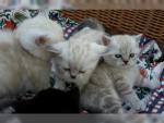 Brits Korthaar Kittens