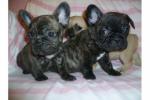 Sociaal Franse Bulldog Pups