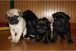 prachtige mops pups!!!
