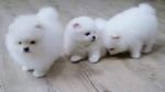 Super knappe prachtige keeshond/pomeriaantjes