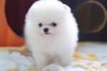 Pommeren puppy te koop