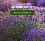 Lavendelplanten diverse soorten